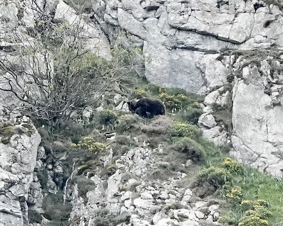 Cantabrian brown bear